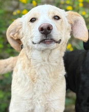 MATTI, Hund, Mischlingshund in Kroatien - Bild 10