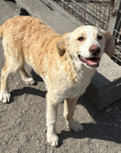 MATTI, Hund, Mischlingshund in Kroatien - Bild 2