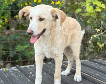 MATTI, Hund, Mischlingshund in Kroatien - Bild 4