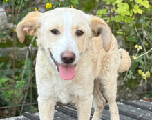 MATTI, Hund, Mischlingshund in Kroatien - Bild 5