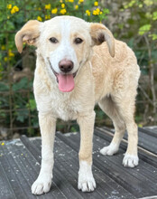 MATTI, Hund, Mischlingshund in Kroatien - Bild 6