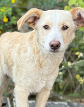 MATTI, Hund, Mischlingshund in Kroatien - Bild 7