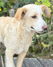 MATTI, Hund, Mischlingshund in Kroatien - Bild 8