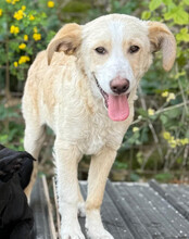 MATTI, Hund, Mischlingshund in Kroatien - Bild 9