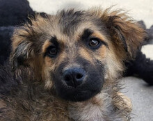 FIETE, Hund, Mischlingshund in Kroatien - Bild 1
