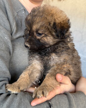 FIETE, Hund, Mischlingshund in Kroatien - Bild 10