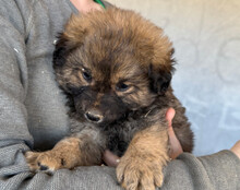 FIETE, Hund, Mischlingshund in Kroatien - Bild 12