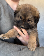 FIETE, Hund, Mischlingshund in Kroatien - Bild 13