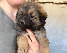 FIETE, Hund, Mischlingshund in Kroatien - Bild 14