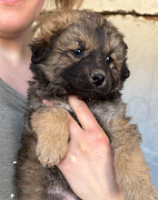 FIETE, Hund, Mischlingshund in Kroatien - Bild 15