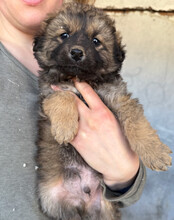 FIETE, Hund, Mischlingshund in Kroatien - Bild 16
