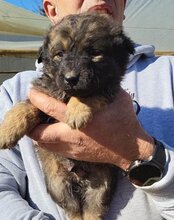 FIETE, Hund, Mischlingshund in Kroatien - Bild 17