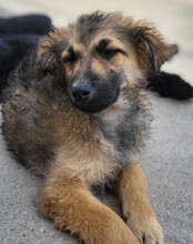 FIETE, Hund, Mischlingshund in Kroatien - Bild 4