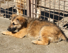 FIETE, Hund, Mischlingshund in Kroatien - Bild 5