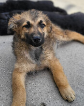 FIETE, Hund, Mischlingshund in Kroatien - Bild 6