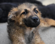 FIETE, Hund, Mischlingshund in Kroatien - Bild 7