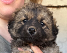 FIETE, Hund, Mischlingshund in Kroatien - Bild 8