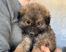 FIETE, Hund, Mischlingshund in Kroatien - Bild 9