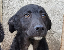 JANE, Hund, Kroatischer Schäferhund-Mix in Kroatien - Bild 1