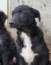 JANE, Hund, Kroatischer Schäferhund-Mix in Kroatien - Bild 2