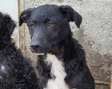 JANE, Hund, Kroatischer Schäferhund-Mix in Kroatien - Bild 3