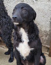 JANE, Hund, Kroatischer Schäferhund-Mix in Kroatien - Bild 4