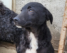 JANE, Hund, Kroatischer Schäferhund-Mix in Kroatien - Bild 5