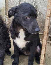 JANE, Hund, Kroatischer Schäferhund-Mix in Kroatien - Bild 6