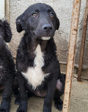 JANE, Hund, Kroatischer Schäferhund-Mix in Kroatien - Bild 7