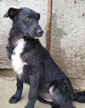 JANE, Hund, Kroatischer Schäferhund-Mix in Kroatien - Bild 8