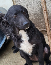 JANE, Hund, Kroatischer Schäferhund-Mix in Kroatien - Bild 9