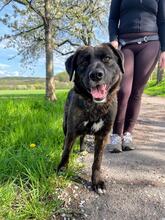 PROCUIS, Hund, Mischlingshund in Hamburg