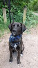 PROCUIS, Hund, Mischlingshund in Hamburg - Bild 2