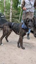 PROCUIS, Hund, Mischlingshund in Hamburg - Bild 3