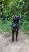 PROCUIS, Hund, Mischlingshund in Hamburg - Bild 4