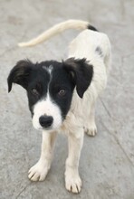 PEPE, Hund, Mischlingshund in Rumänien - Bild 1