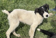 PEPE, Hund, Mischlingshund in Rumänien - Bild 10