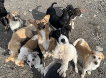 PEPE, Hund, Mischlingshund in Rumänien - Bild 5