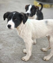 PEPE, Hund, Mischlingshund in Rumänien - Bild 6