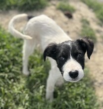 PEPE, Hund, Mischlingshund in Rumänien - Bild 8