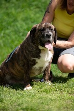 DJANGO, Hund, Molosser-Basset Hound-Mix in Ungarn