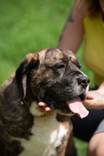 DJANGO, Hund, Molosser-Basset Hound-Mix in Ungarn - Bild 10