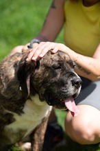 DJANGO, Hund, Molosser-Basset Hound-Mix in Ungarn - Bild 11