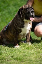 DJANGO, Hund, Molosser-Basset Hound-Mix in Ungarn - Bild 12