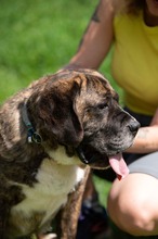 DJANGO, Hund, Molosser-Basset Hound-Mix in Ungarn - Bild 13