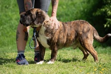DJANGO, Hund, Molosser-Basset Hound-Mix in Ungarn - Bild 2