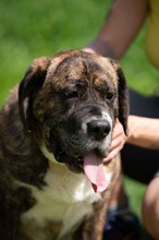 DJANGO, Hund, Molosser-Basset Hound-Mix in Ungarn - Bild 3