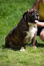 DJANGO, Hund, Molosser-Basset Hound-Mix in Ungarn - Bild 4