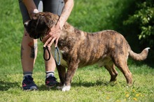 DJANGO, Hund, Molosser-Basset Hound-Mix in Ungarn - Bild 5