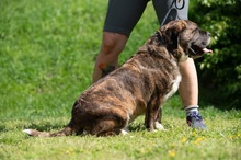 DJANGO, Hund, Molosser-Basset Hound-Mix in Ungarn - Bild 6